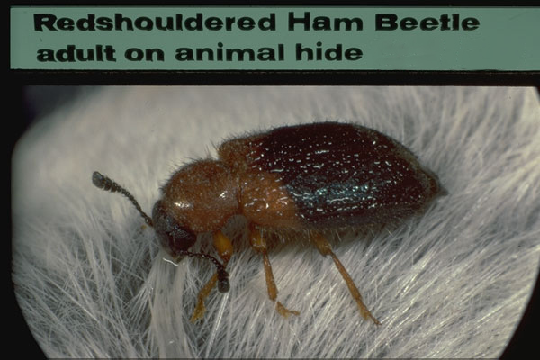 ham beetle