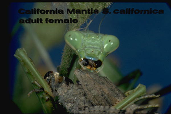 California Mantis