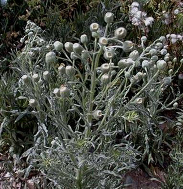 hairy-fleabane