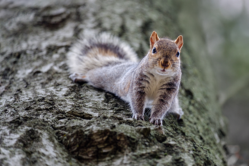 Tree Squirrels