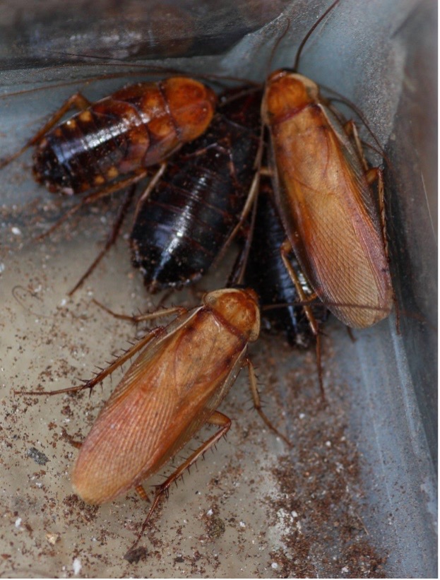 Turkestan Cockroach 
