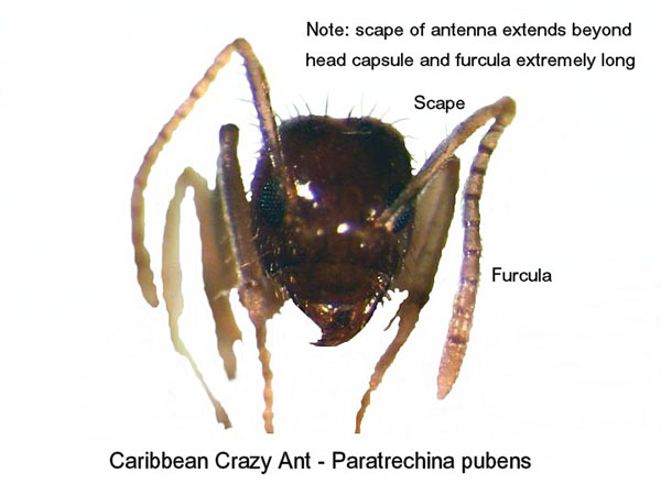 Tawny Crazy Ant