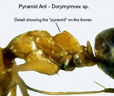 Pyramid Ant