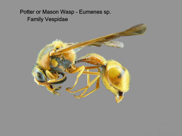 Potter & Mason Wasps