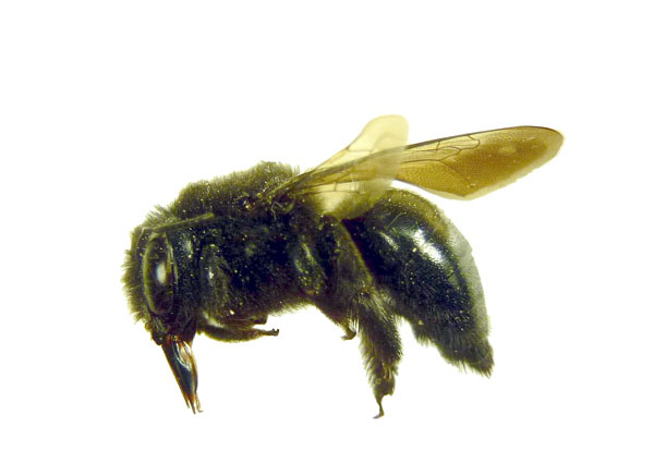 Mountain Carpenter Bee