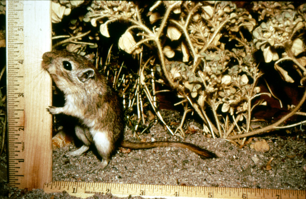 White-footed/Deer Mice