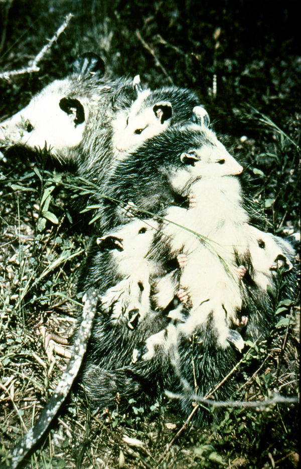 Opossums