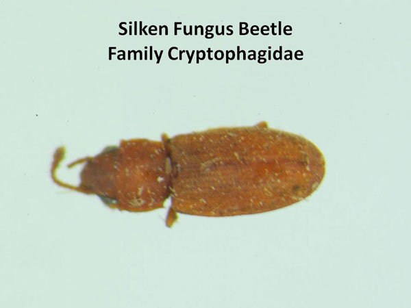 Silken Fungus Beetles