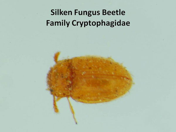 Silken Fungus Beetles