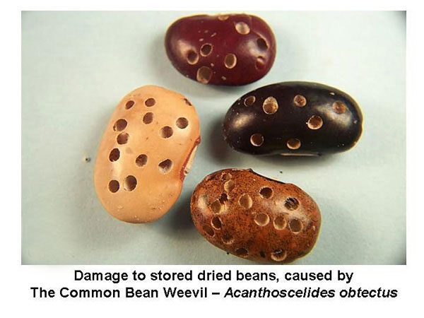 Bean Weevil