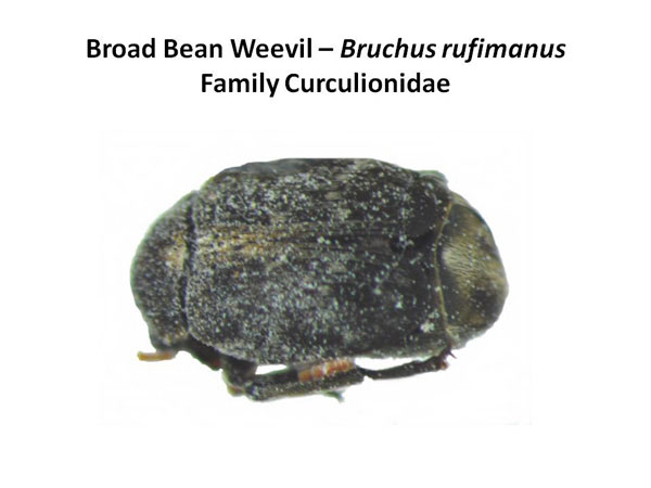 Broadbean Weevil