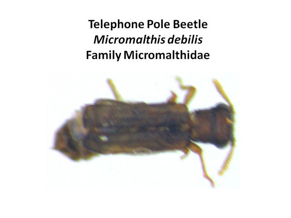 Telephone Pole Beetle