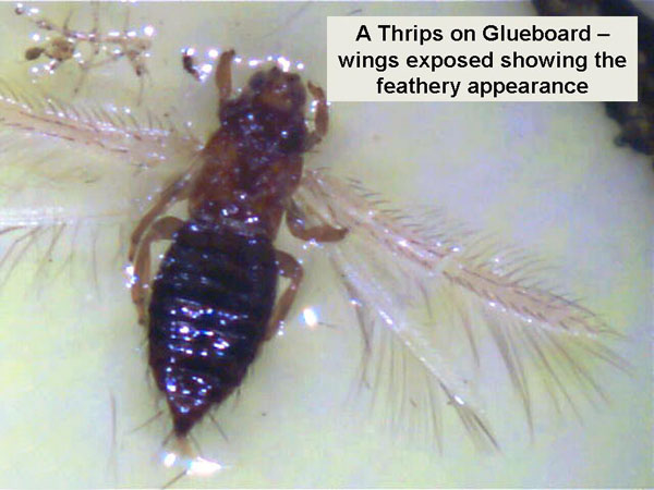 Greenhouse Thrips