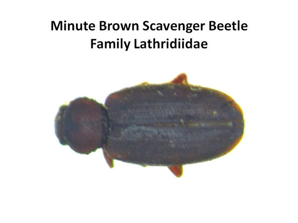 Minute Brown Scavenger Beetles