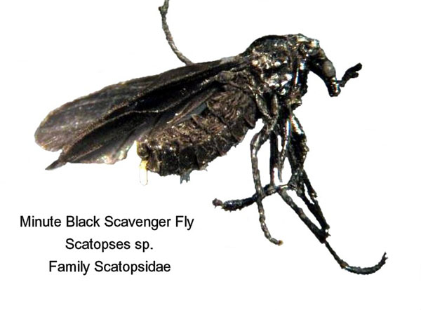 Minute Black Scavenger Flies