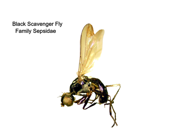 Black Scavenger Flies