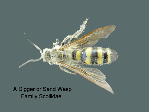 Scoliid Wasps