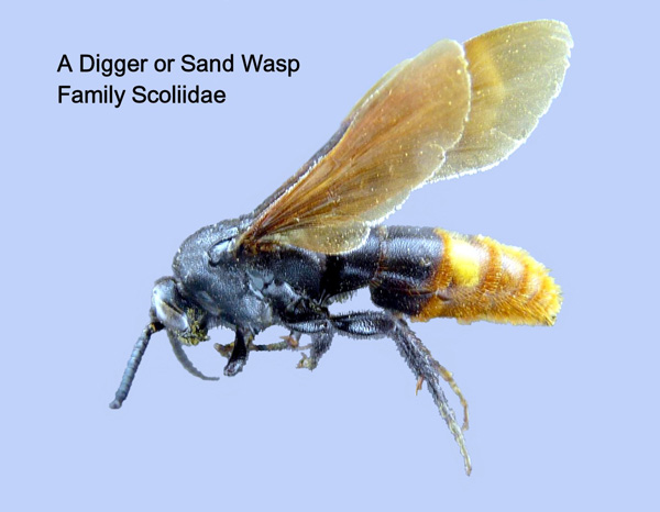 Scoliid Wasps