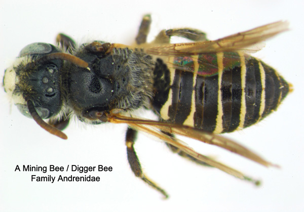 Digger or Mining Bees