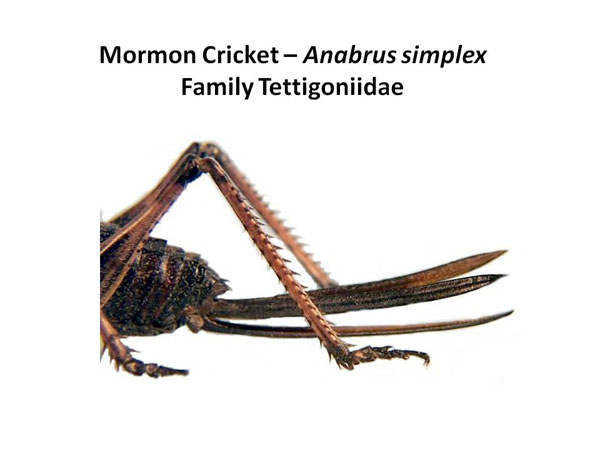 Mormon Cricket