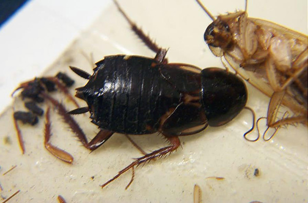 Turkestan cockroach