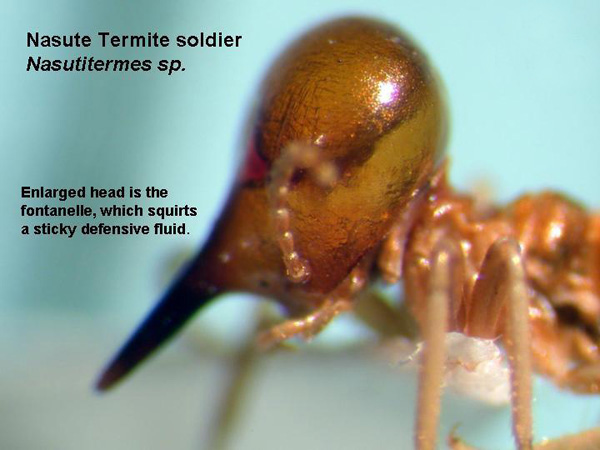 Conehead Termite