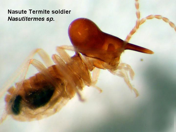 Conehead Termite