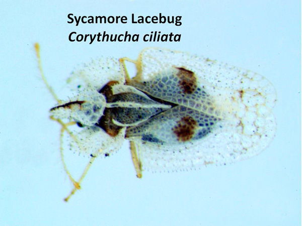 Sycamore lace bug – western species