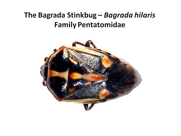 The Bagrada bug