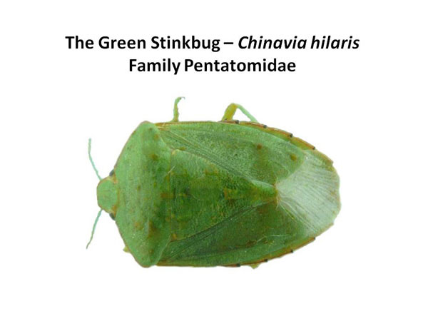 The Green stinkbug