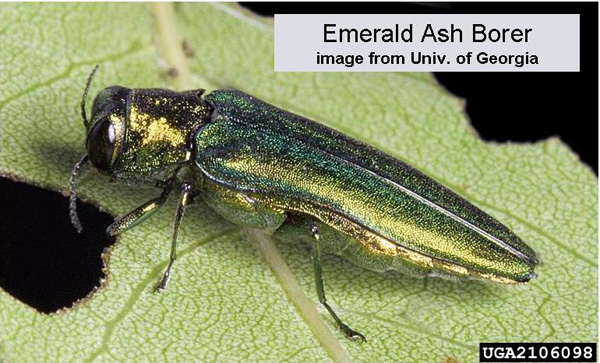 Emerald ash borer