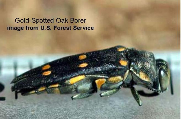 Gold-spotted oak borer