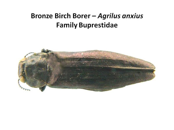 Bronze birch borer