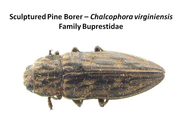 Sculptured pine beetle