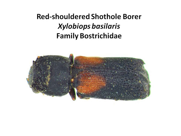 Red-shouldered shothole borer