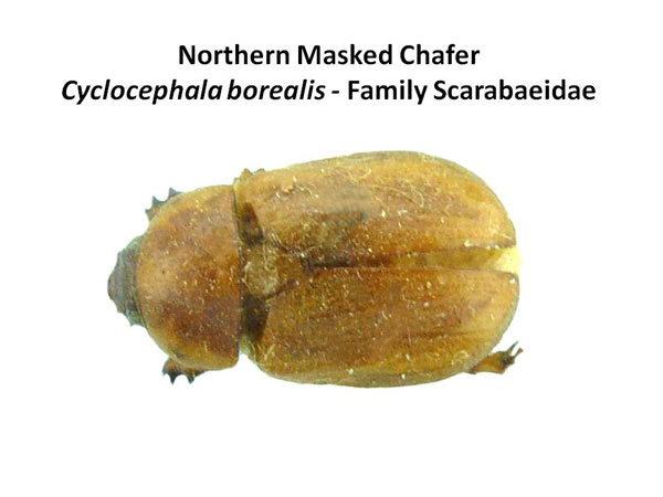 Masked chafers