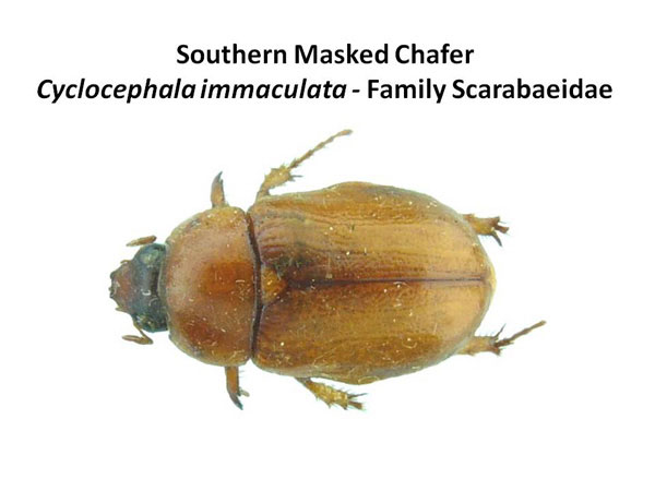 Masked chafers