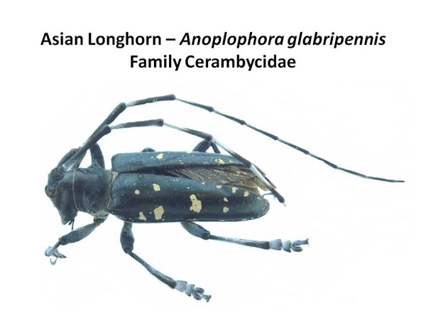 Asian longhorned beetle