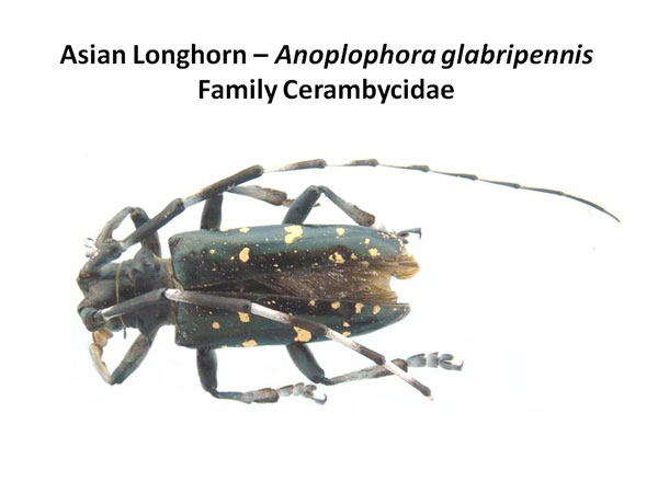 Asian longhorned beetle