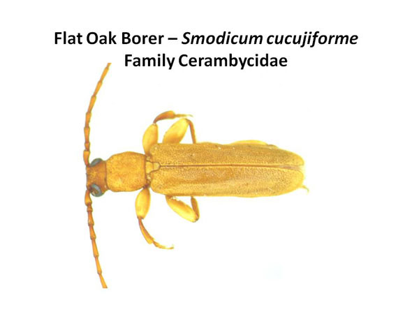Flat Oak Borer