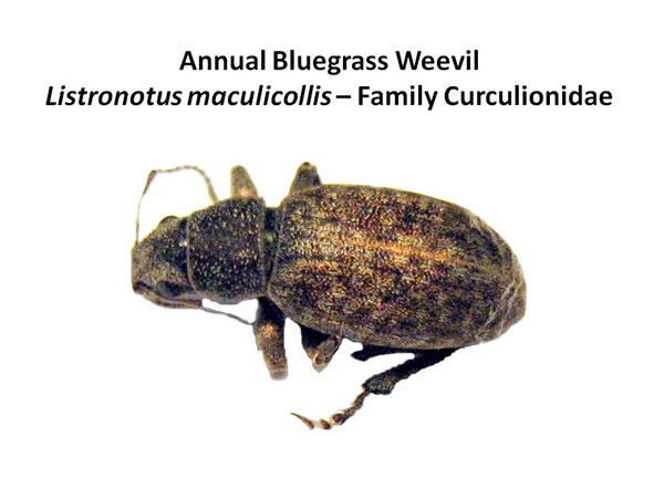 Annual bluegrass weevil