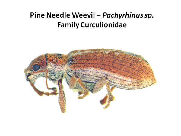 Pine needle weevil