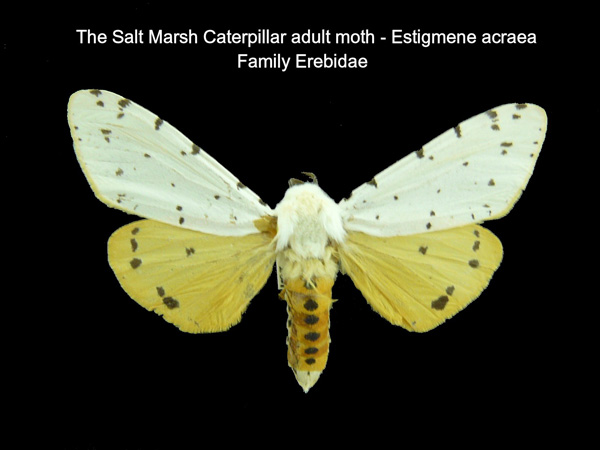 Saltmarsh Caterpillar