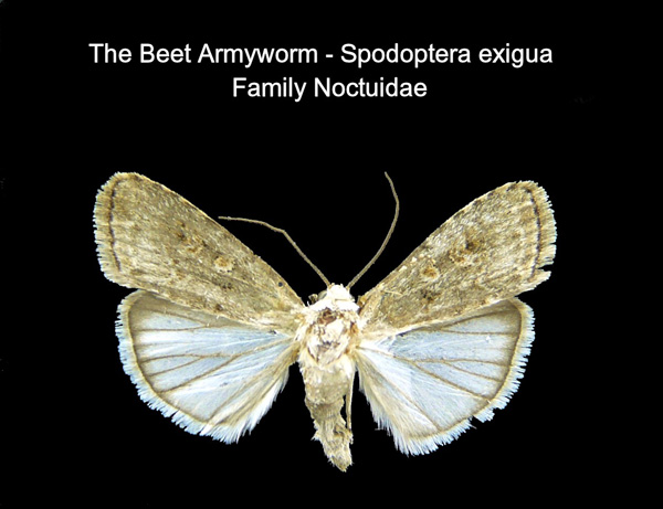 Beet Armyworm
