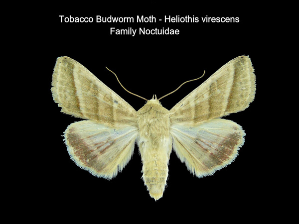 Tobacco Budworm