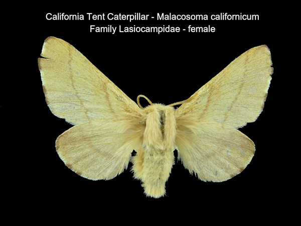 California Tent Caterpillar