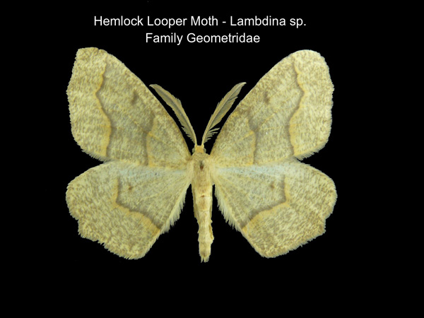 Hemlock Looper