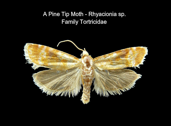 Pine Tip Moths