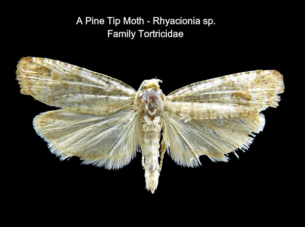 Pine Tip Moths
