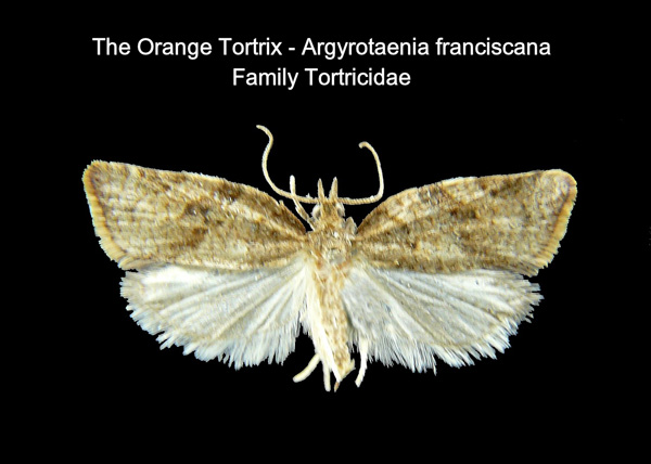 Orange Tortrix